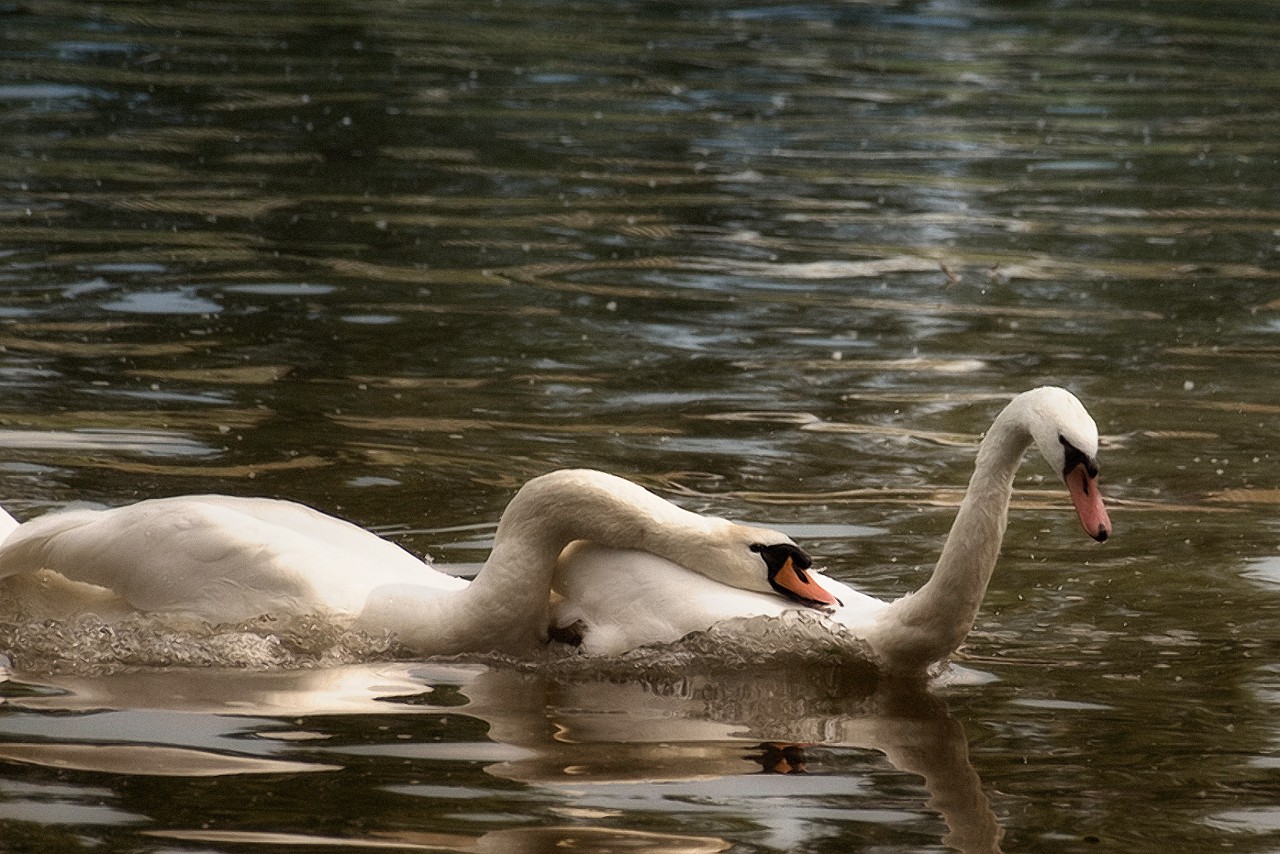 Schwanen-Liebe