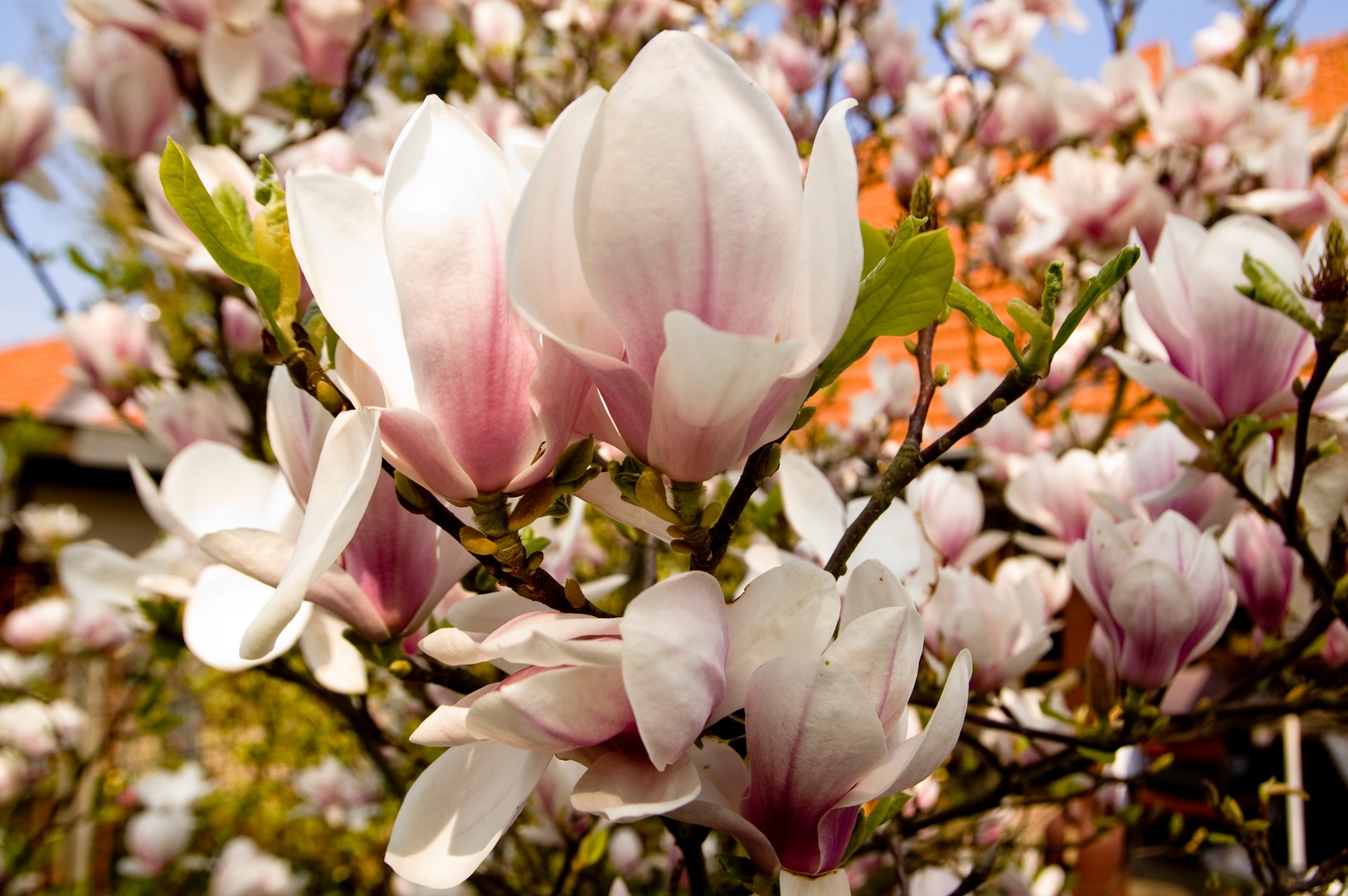 Blüte im Garten