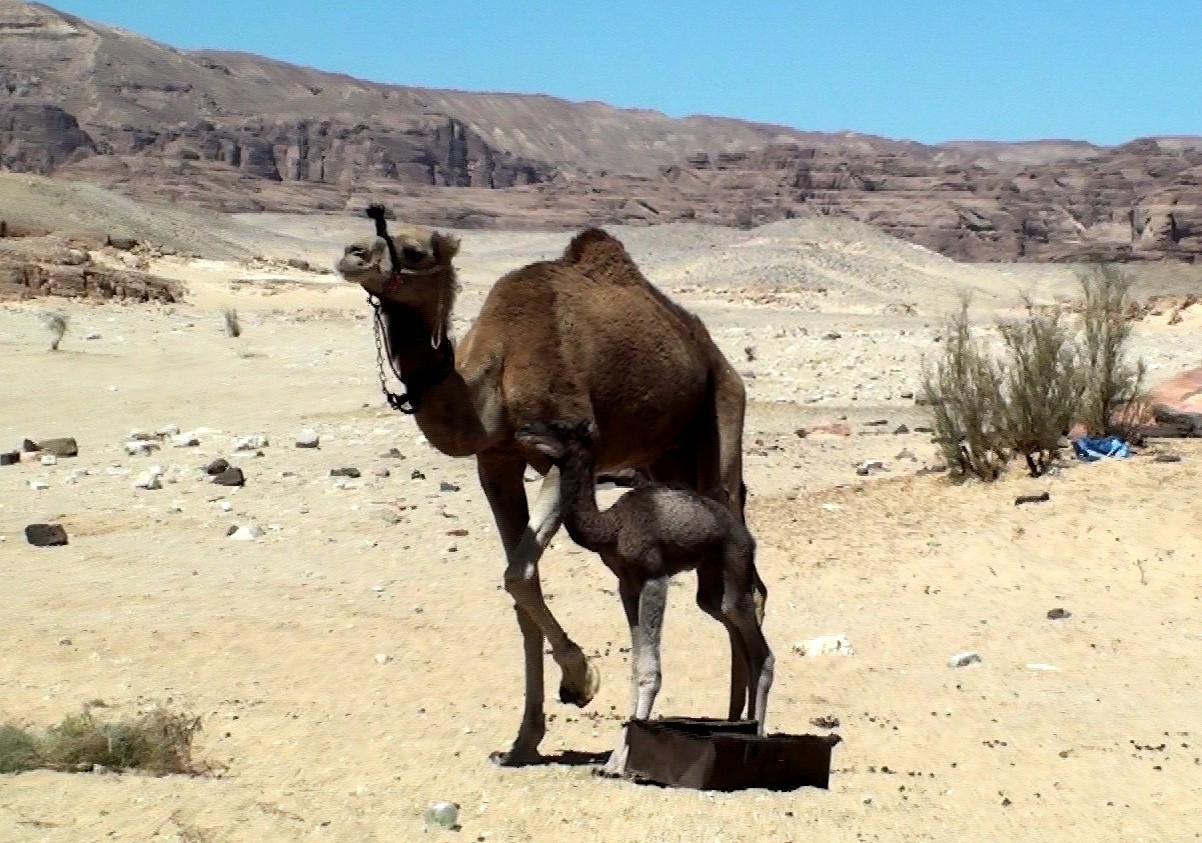 chamelle du dersert de sinai