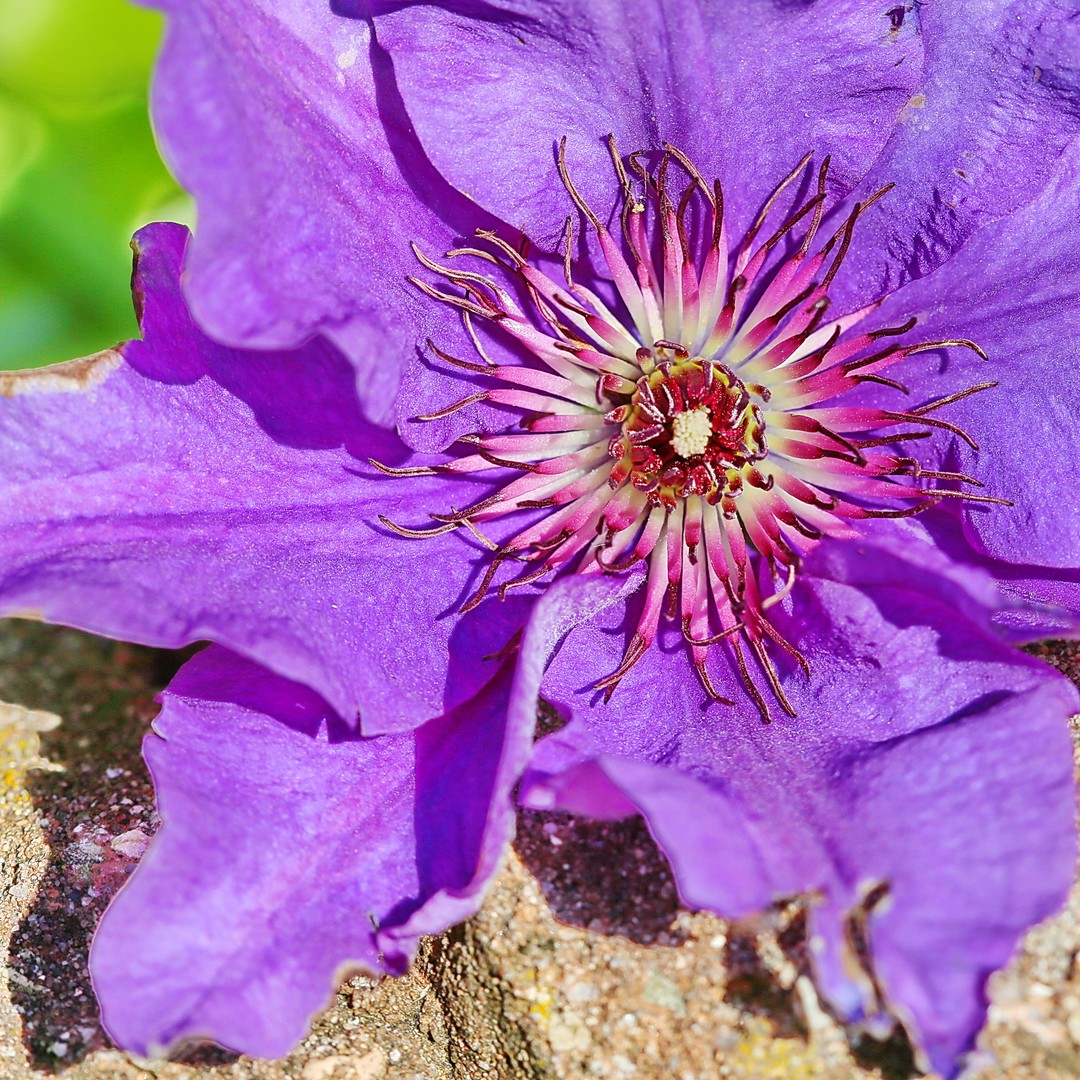 Clematis