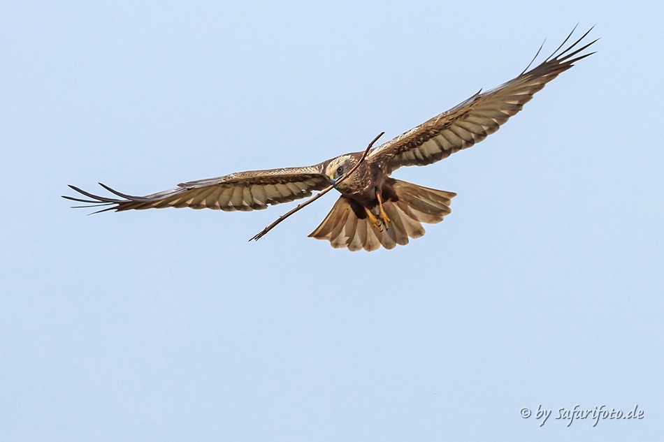 Raubvogel im Anflug