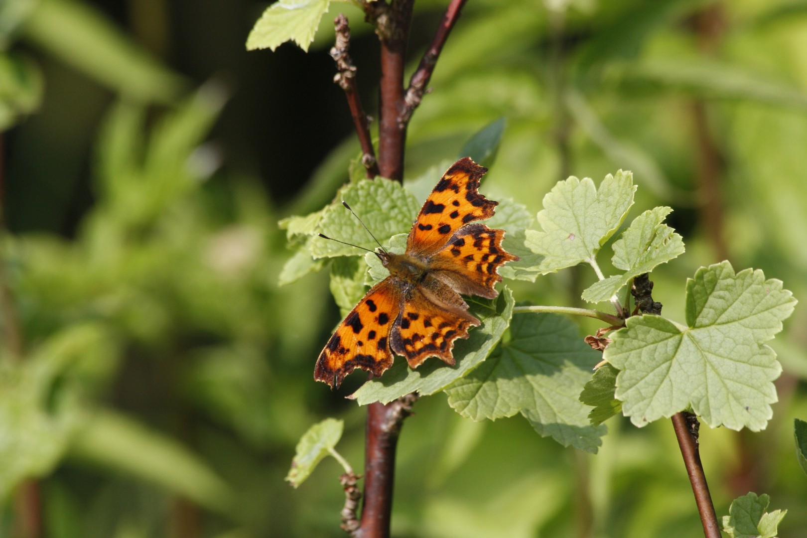 Gehakkelde aurelia(polygonia c-album)