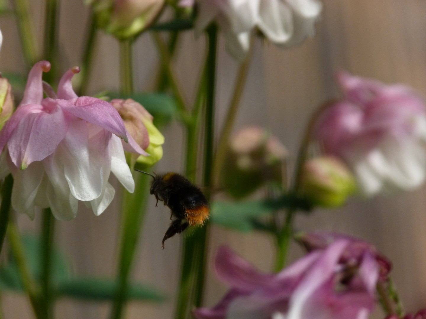 Hummel im anflug