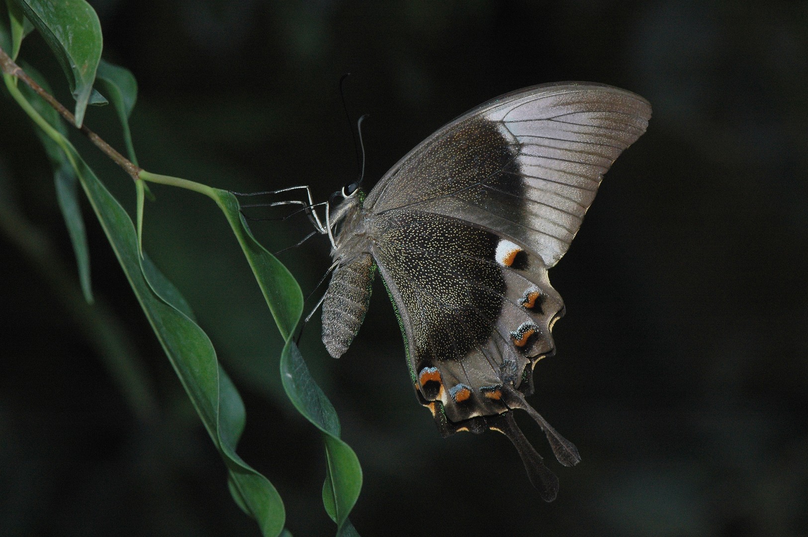 Papiliorama Kerzers CH