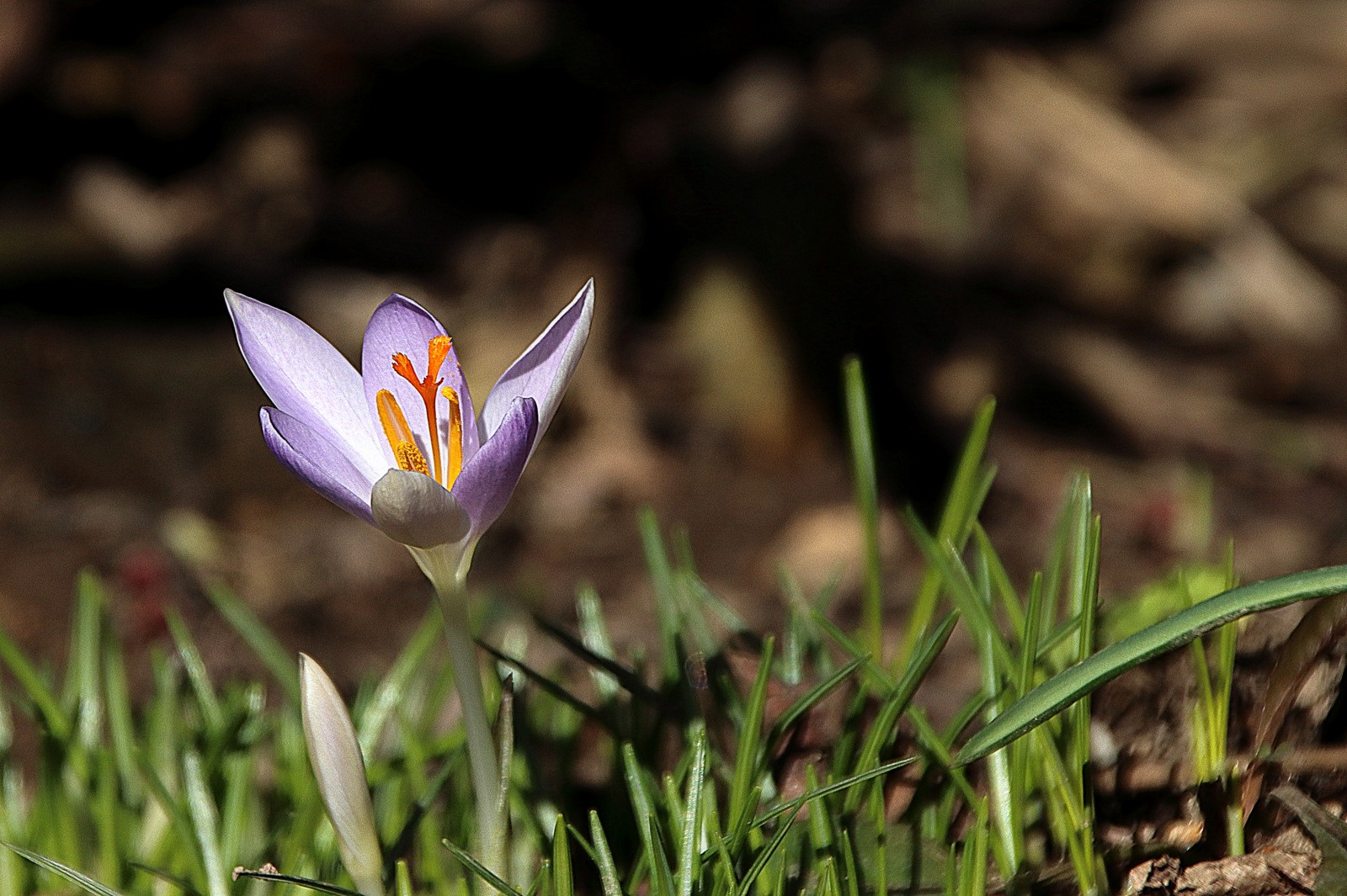 Frühlingsgruß