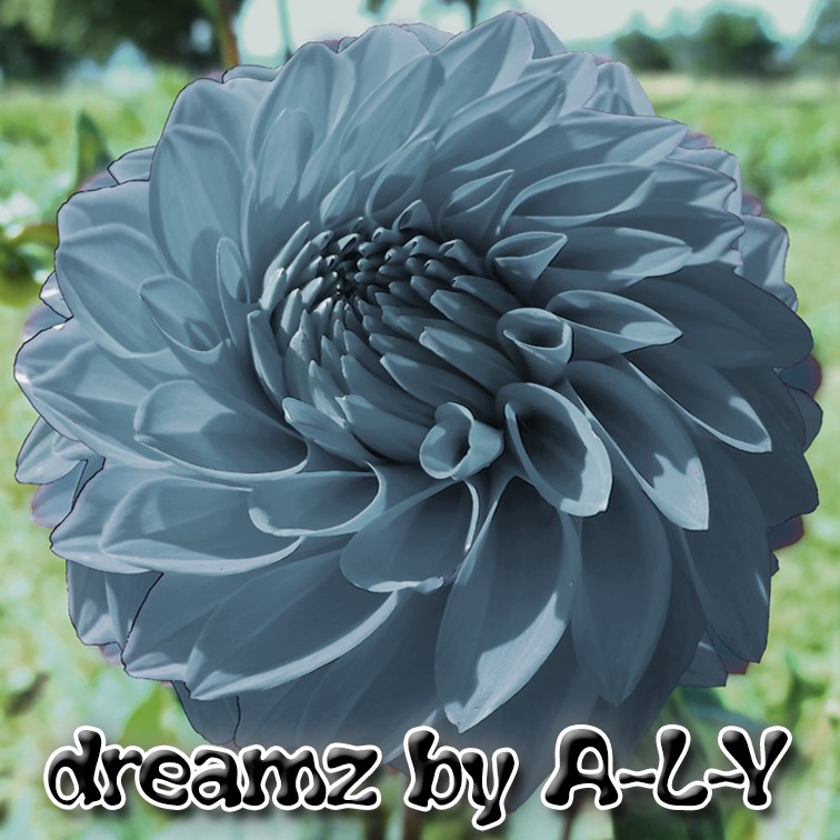 dreamz cover