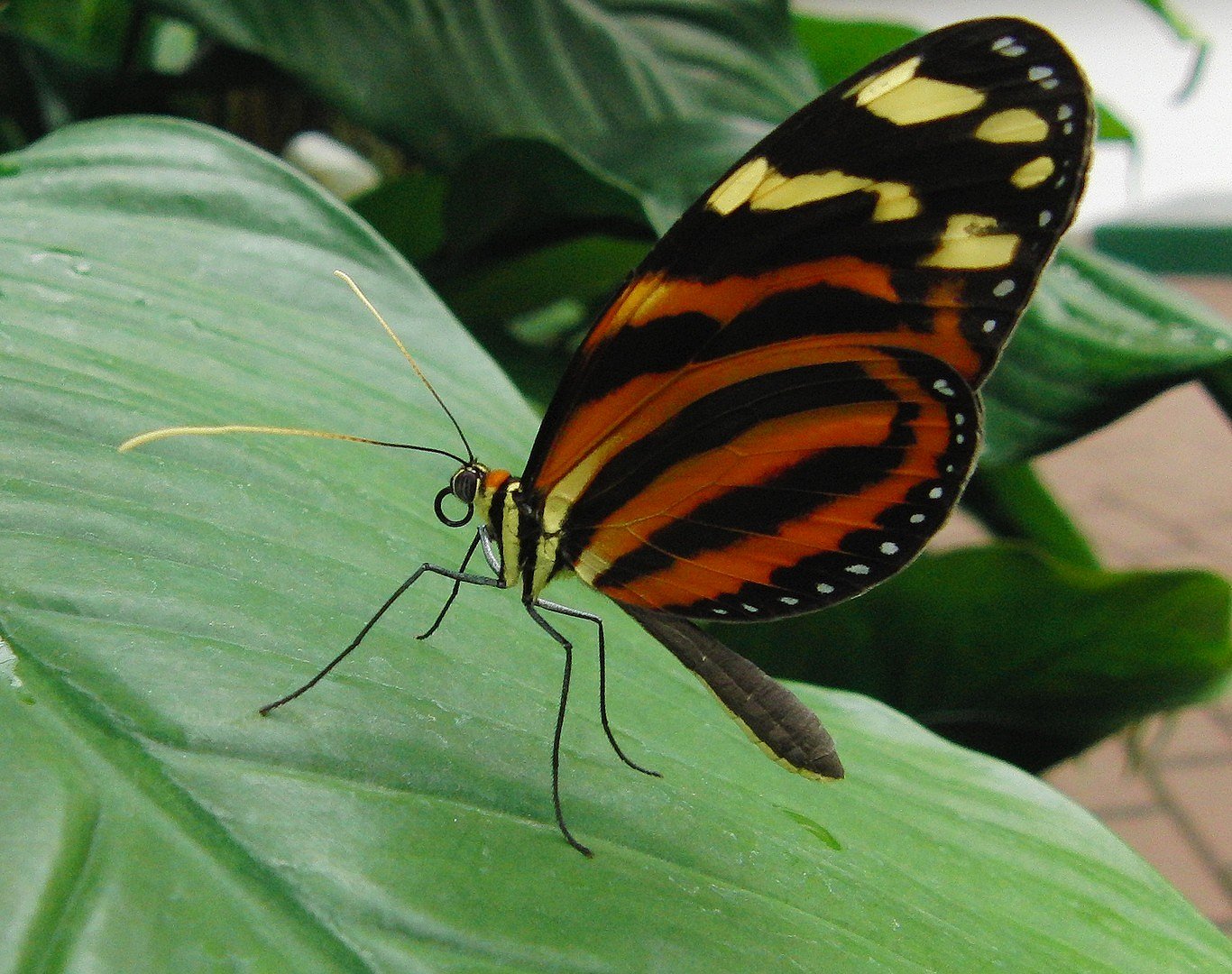 Schmetterling