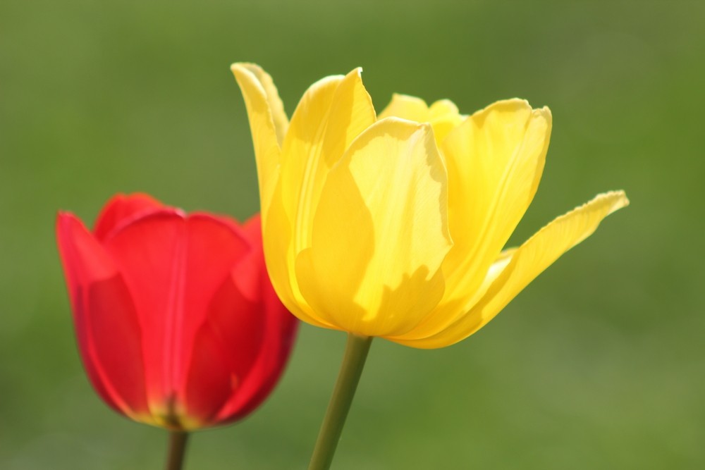 tulipes du jardin