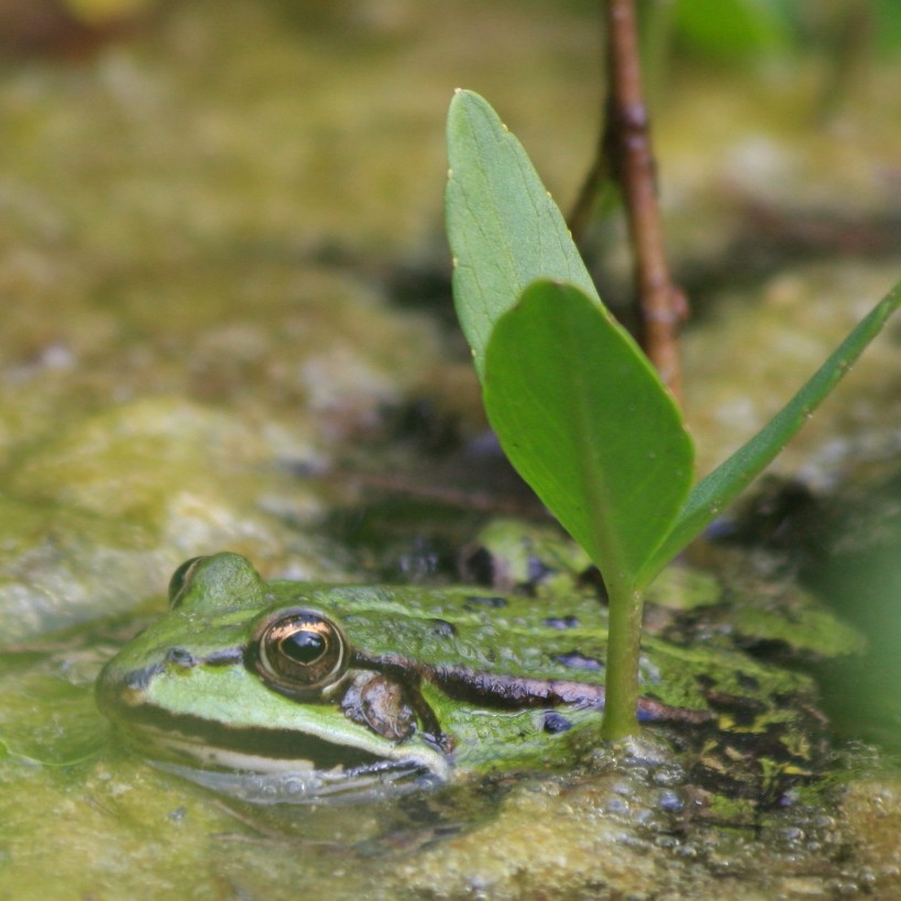 Groen kikker