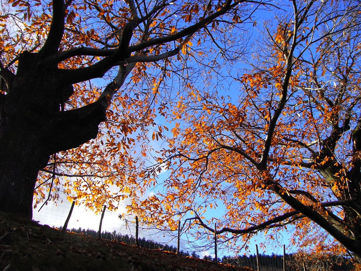 Soir d' automne