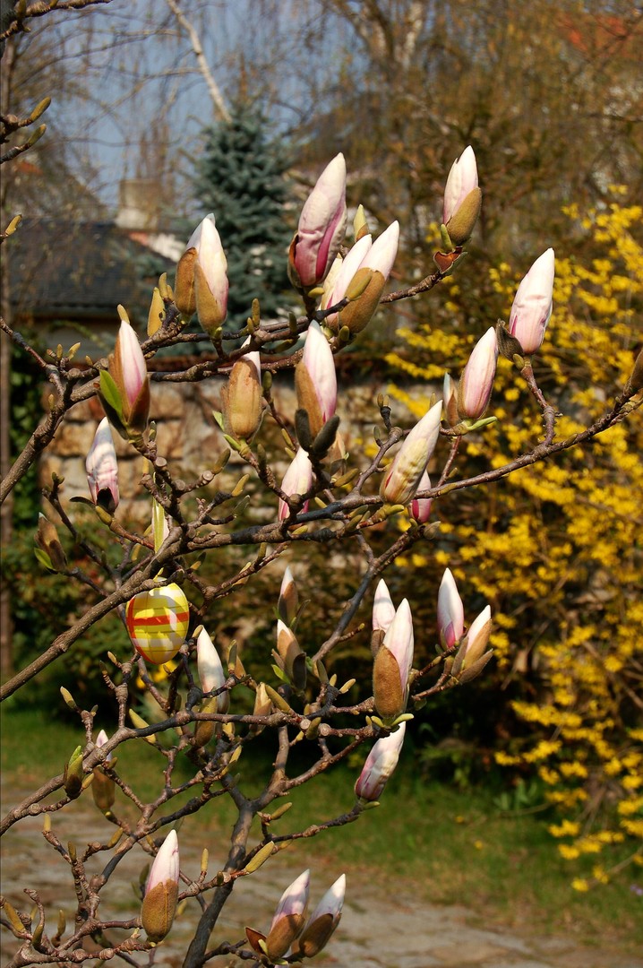 Magnolie mit Osterei