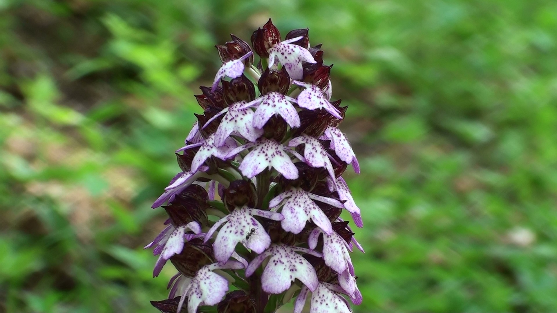 Einheimische Orchideen: Purpur-Knabenkraut