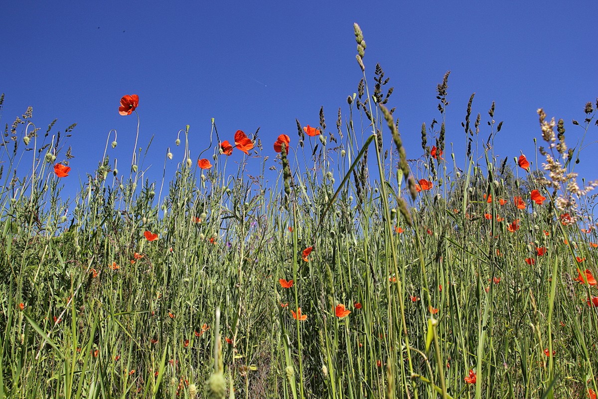 Klatschmohn