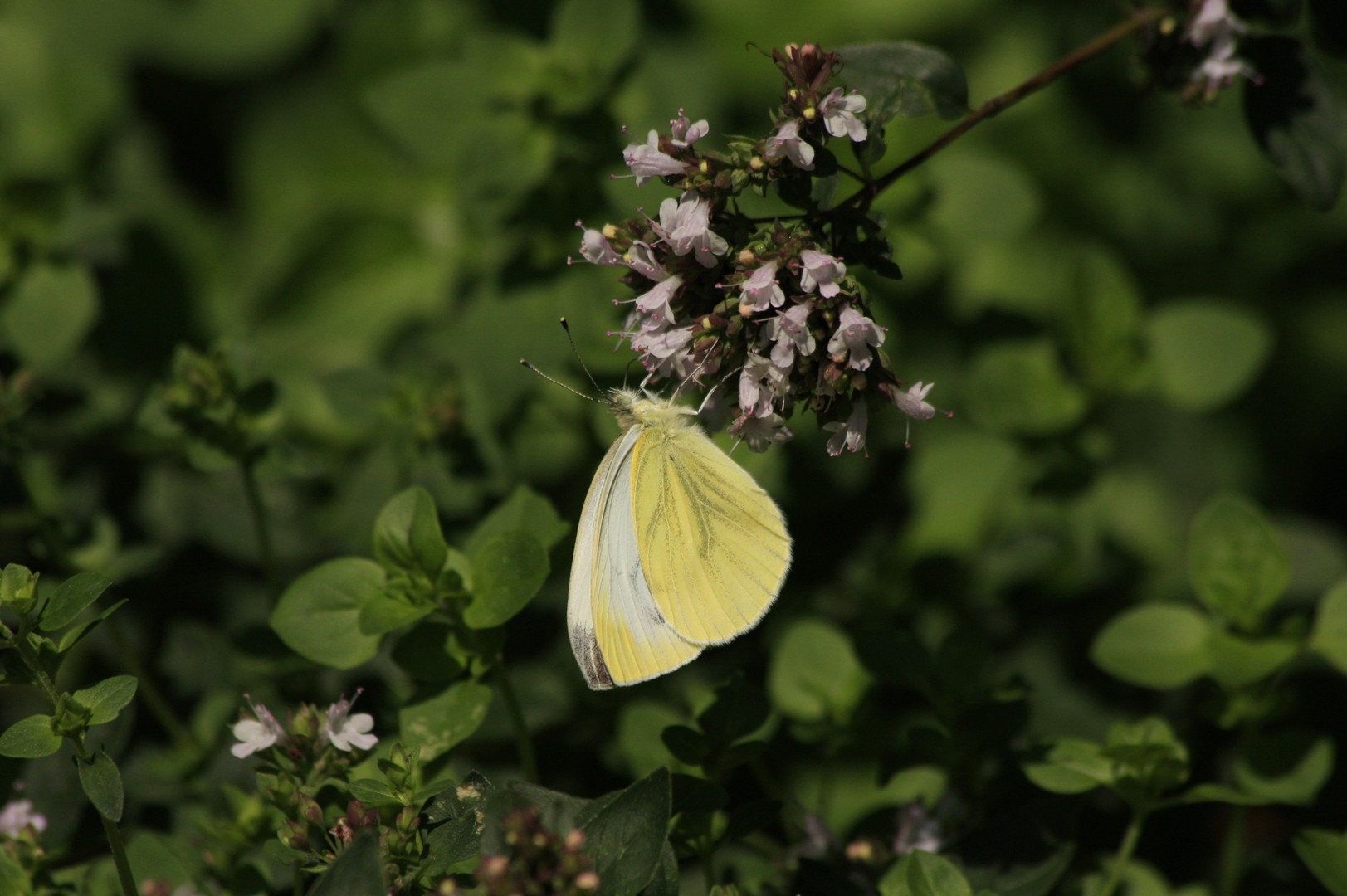 Rapsweißling (Pieris napi).