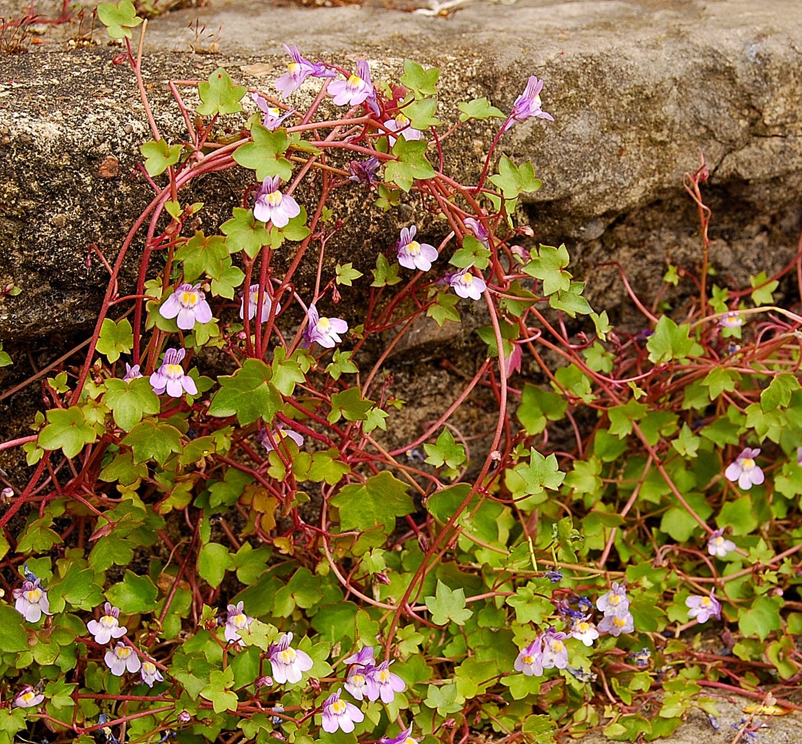 Fleurs.