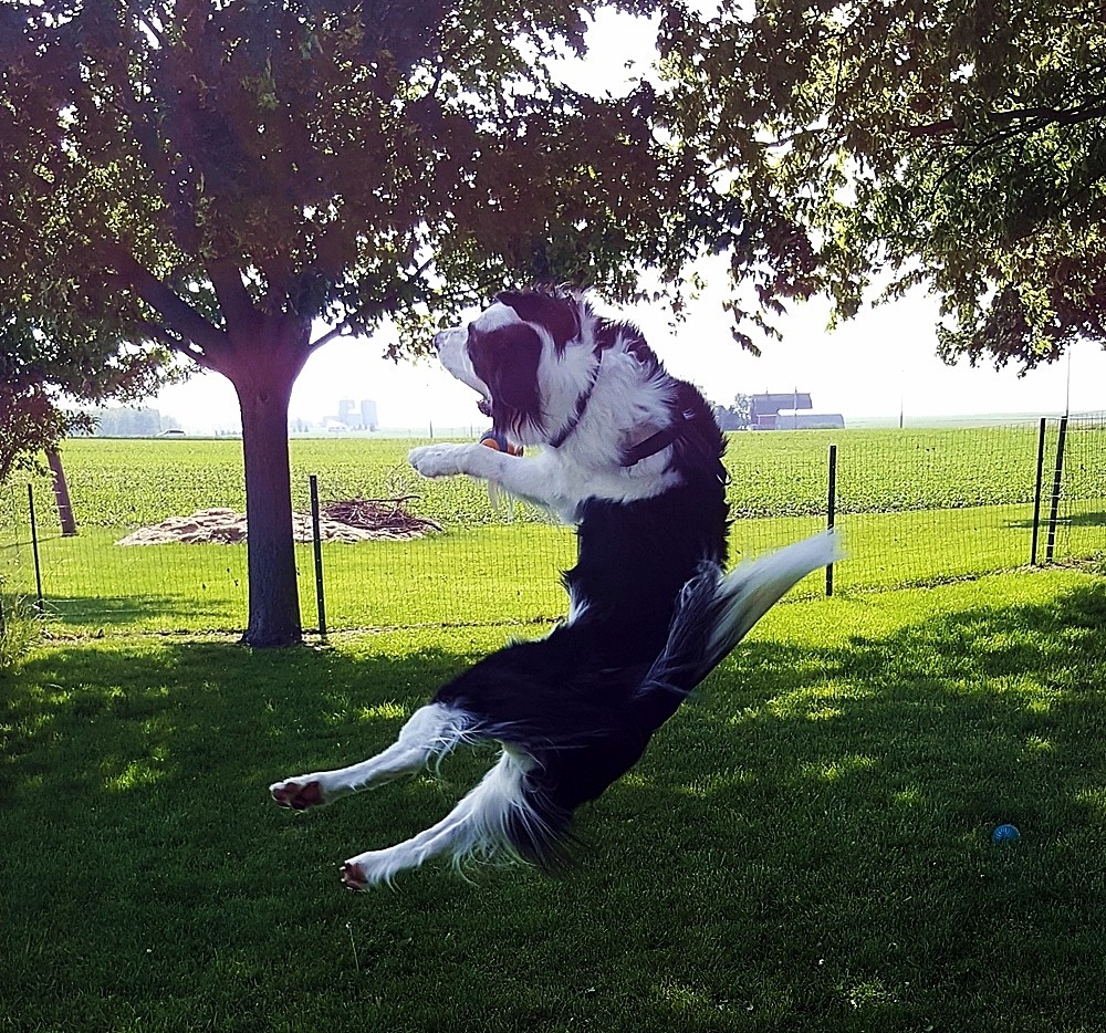 Playing Catch with Rollie