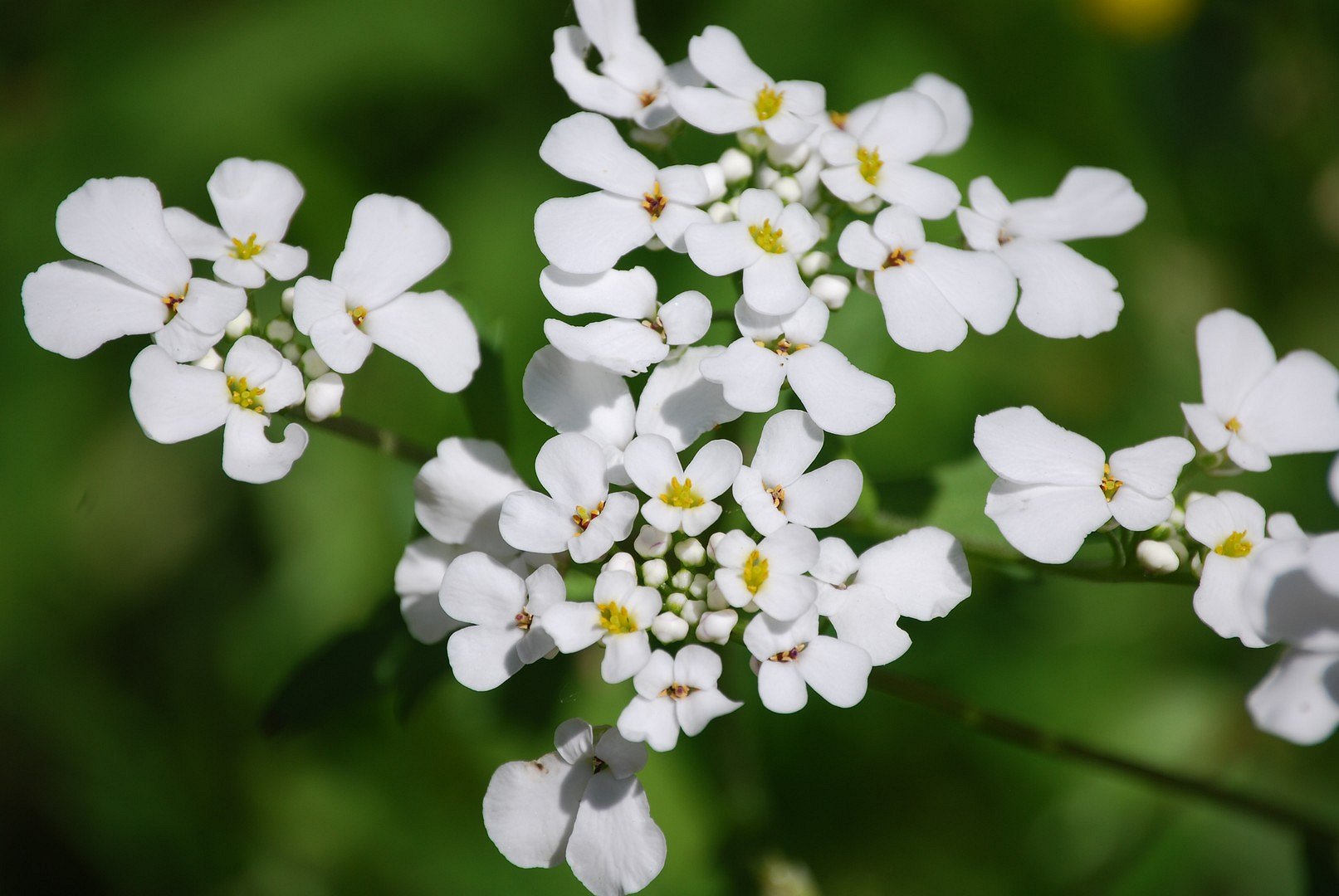 Fleurs blanches.