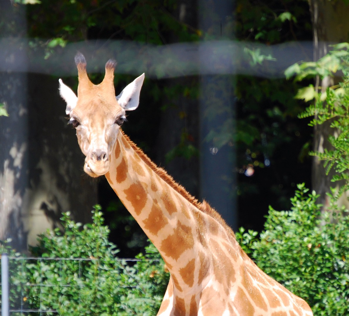 Girafe.