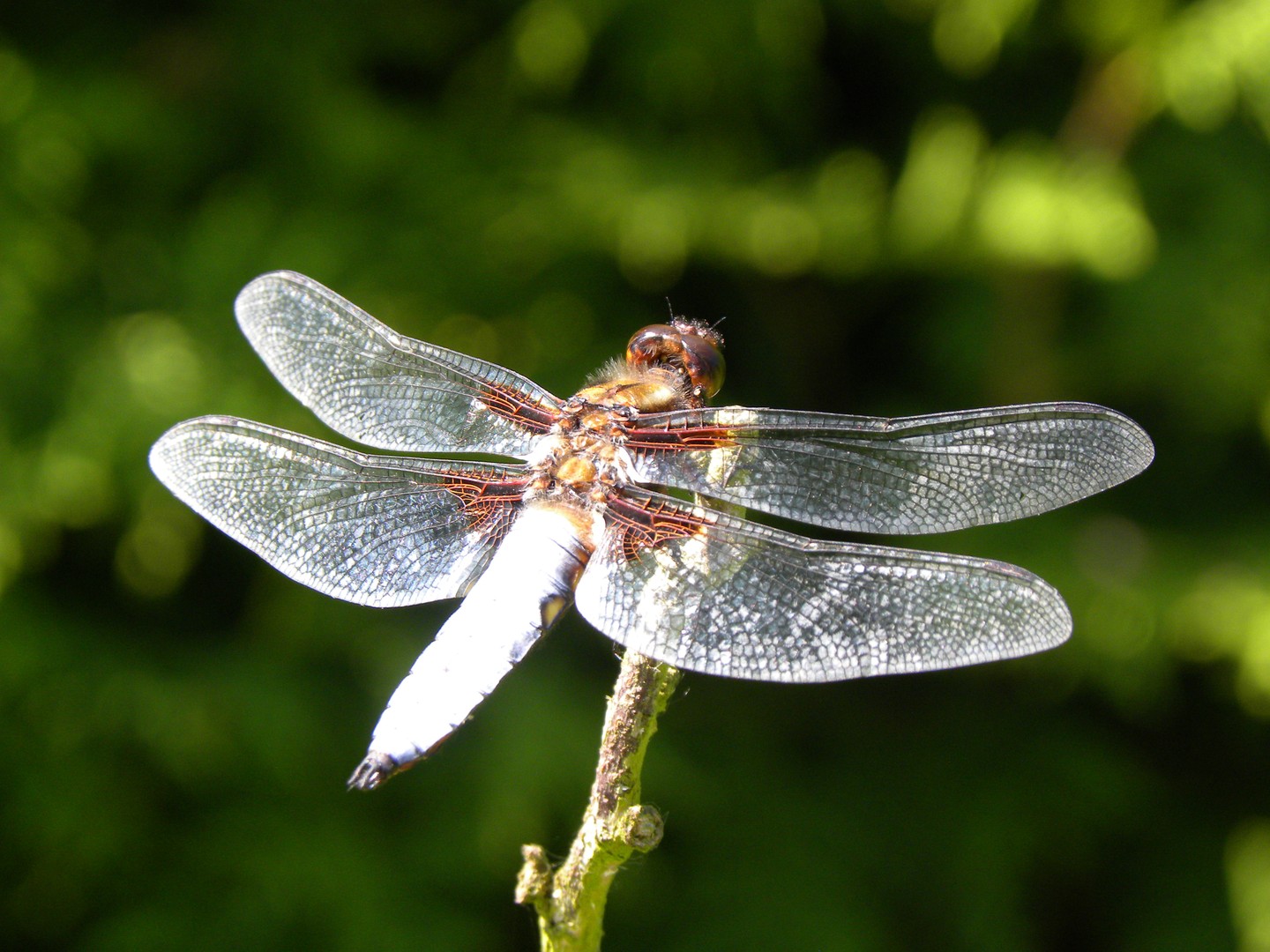 Libelle ?