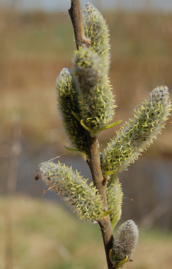 Spinne auf