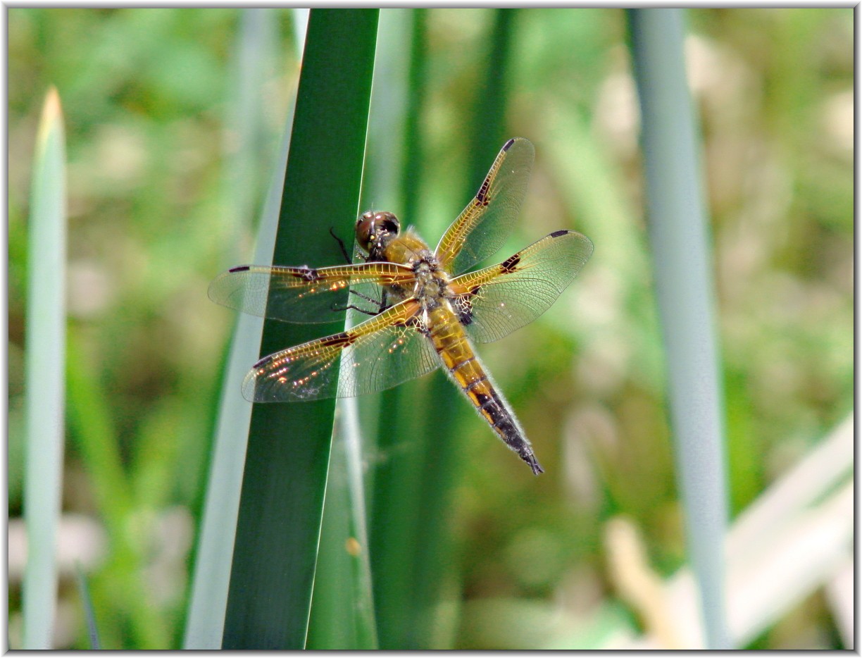 Wasserjungfer