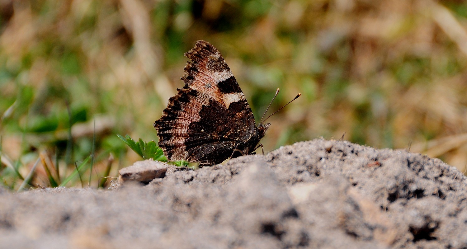 Schmetterling