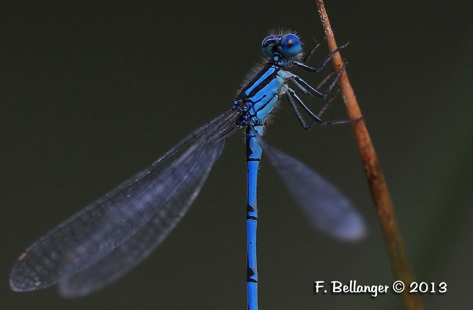 Agrion de Vander Linden