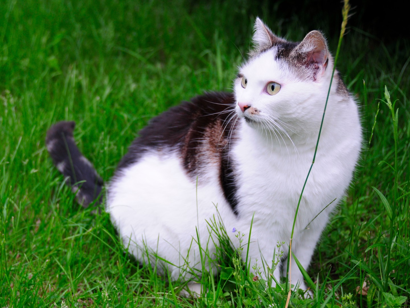 Katze im Gras