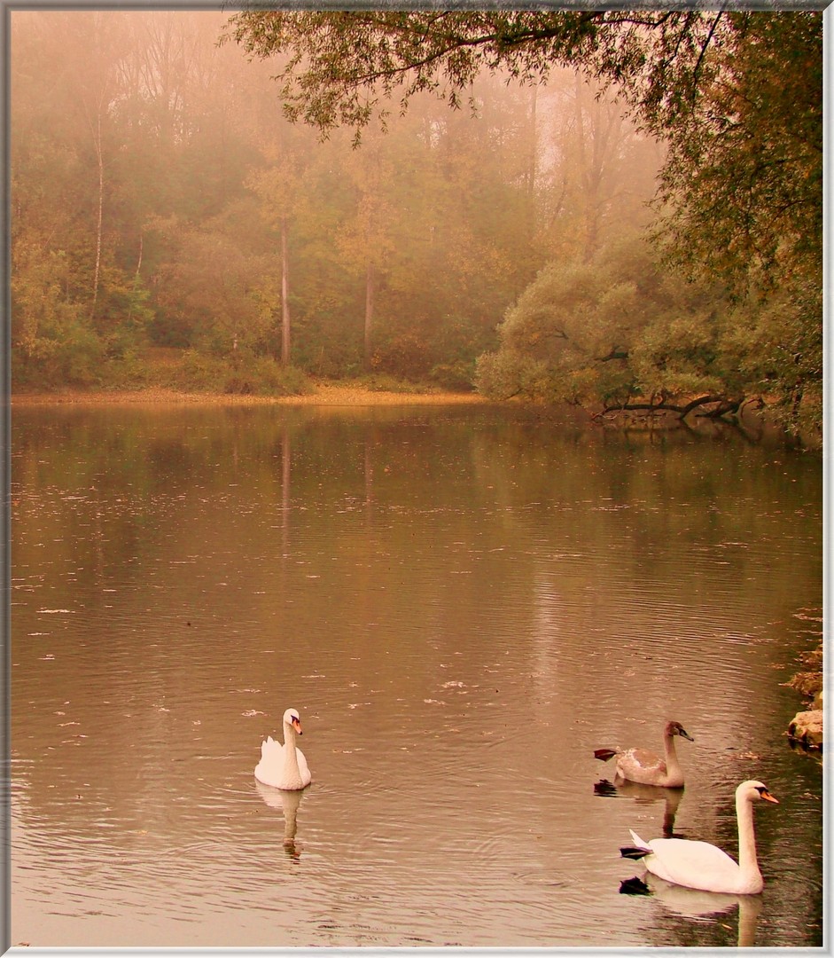 Nebel am See