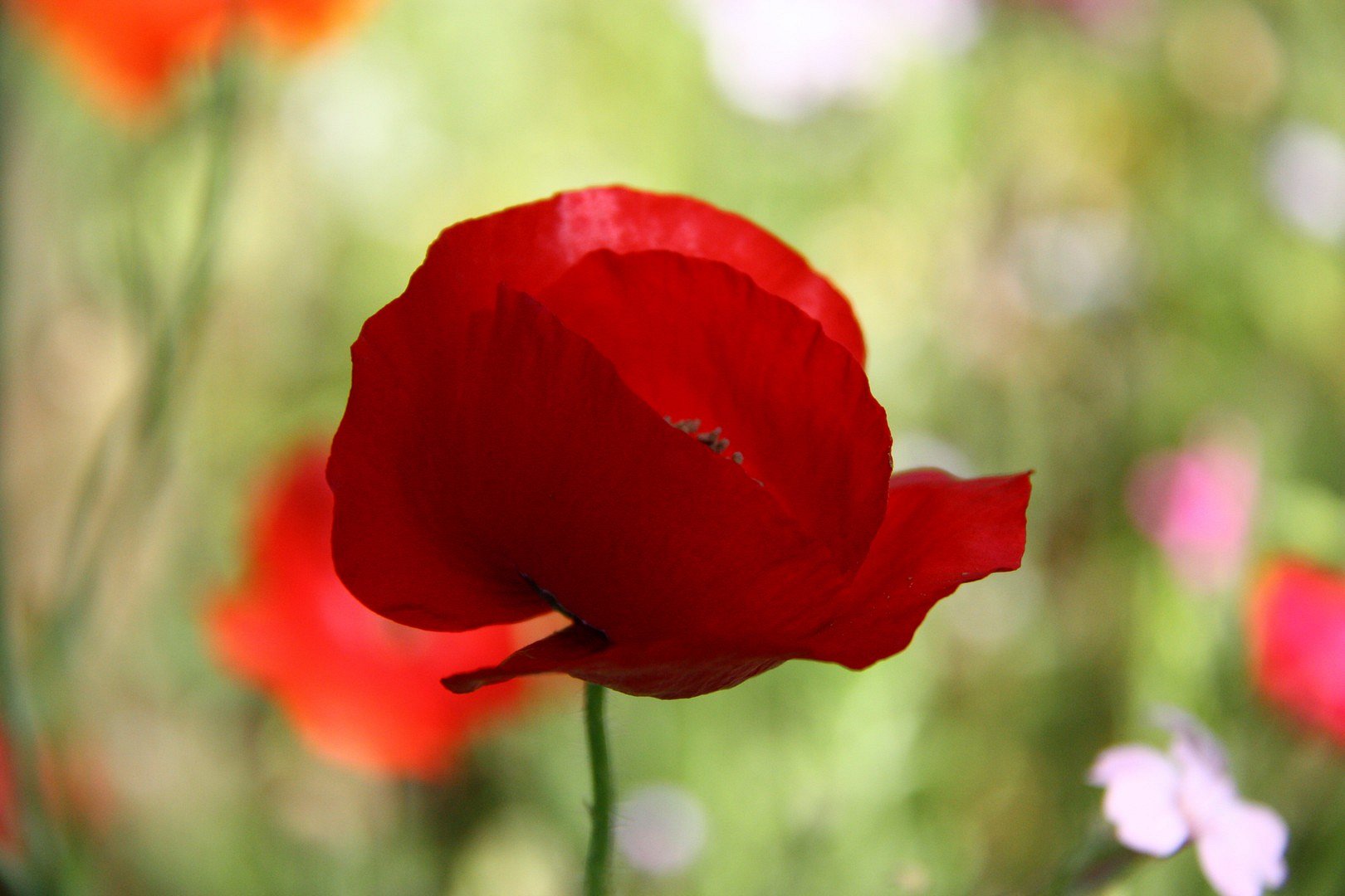 Mohnblume aus meinem Garten