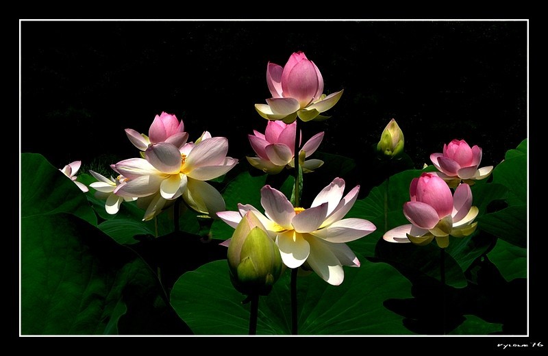 Fleurs de lotus