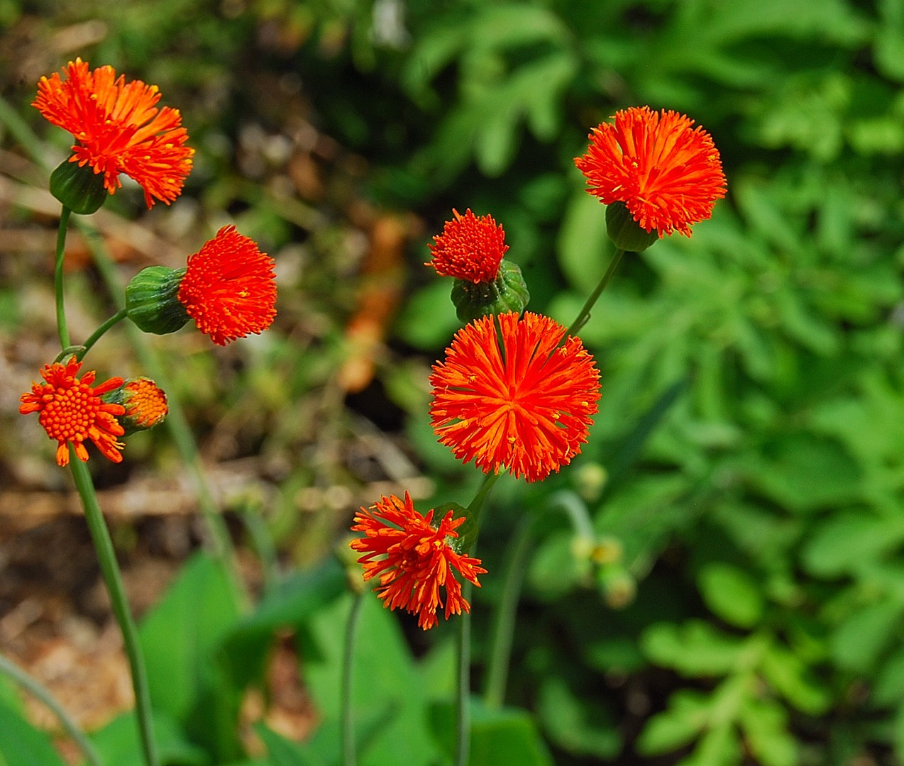 Petites fleurs.