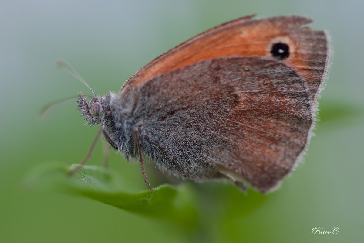 Satyridae: Maniolinae