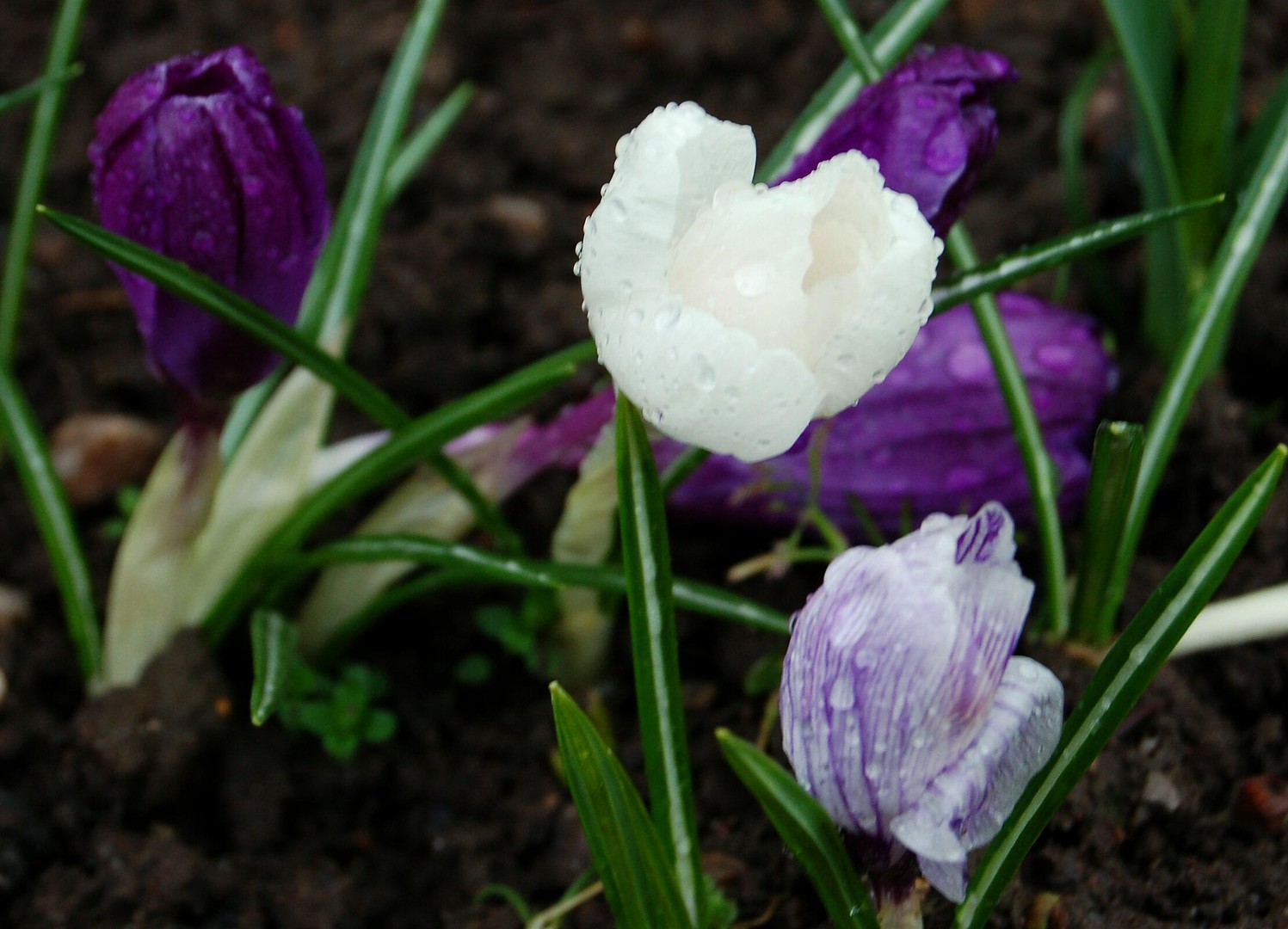 Blüte weiß im Regen