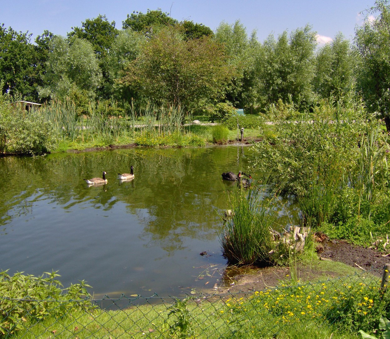 Landschaft im Sommer