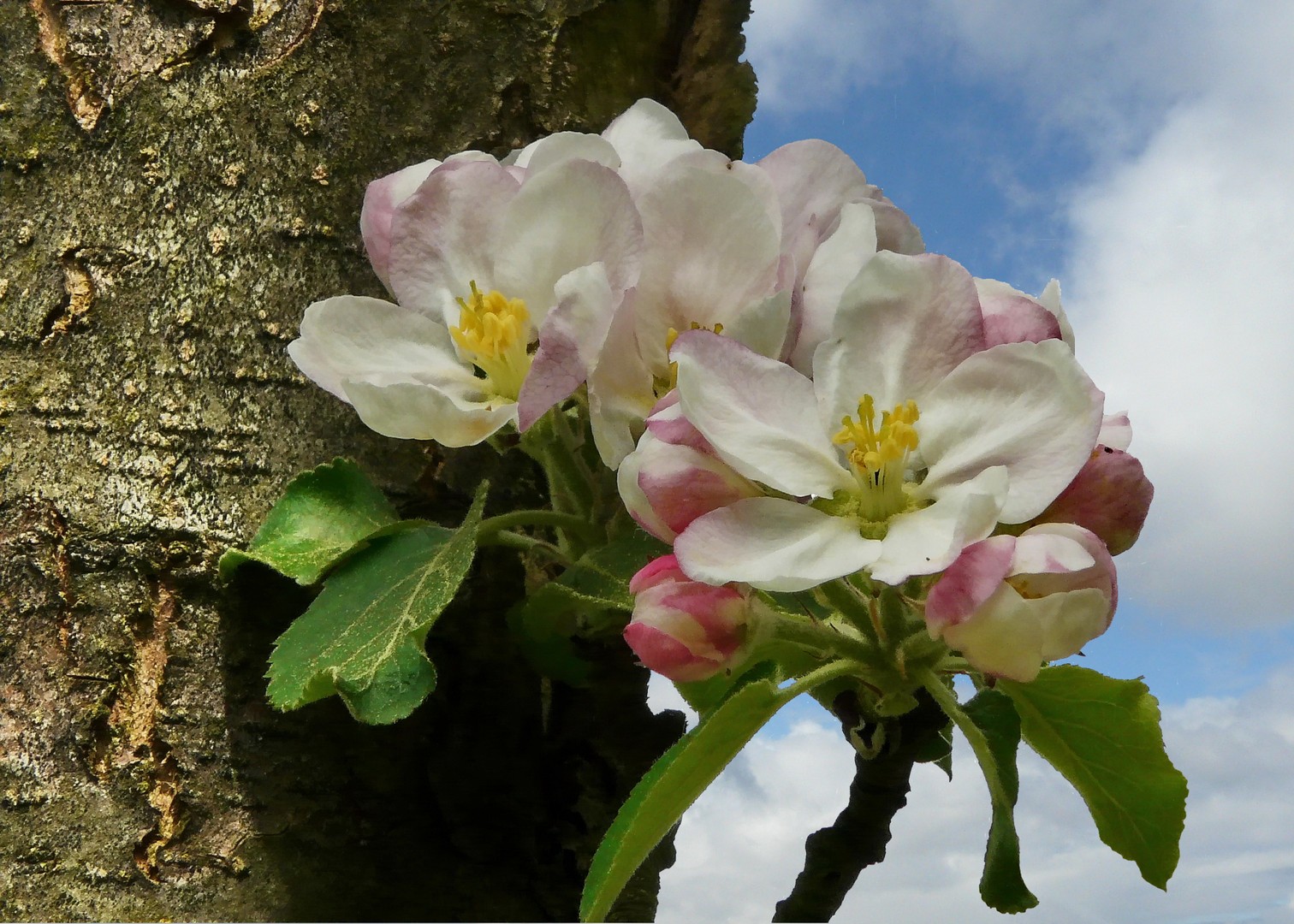 Apfelblüten