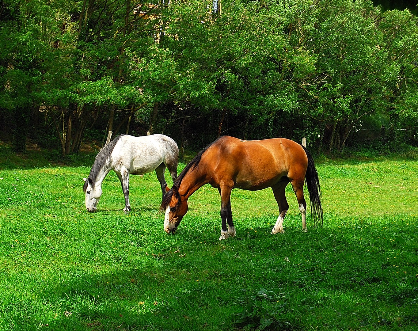 Chevaux.