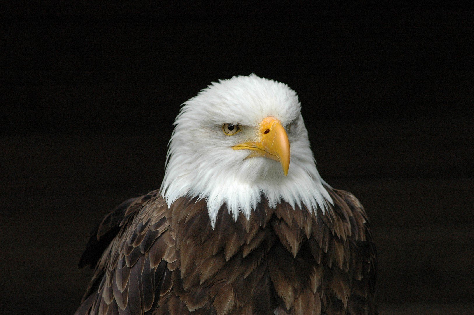 close-up van zeearend