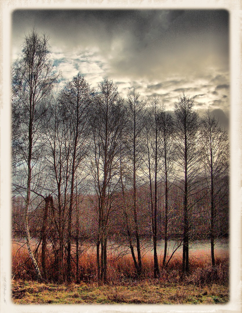 Am See (Äste)