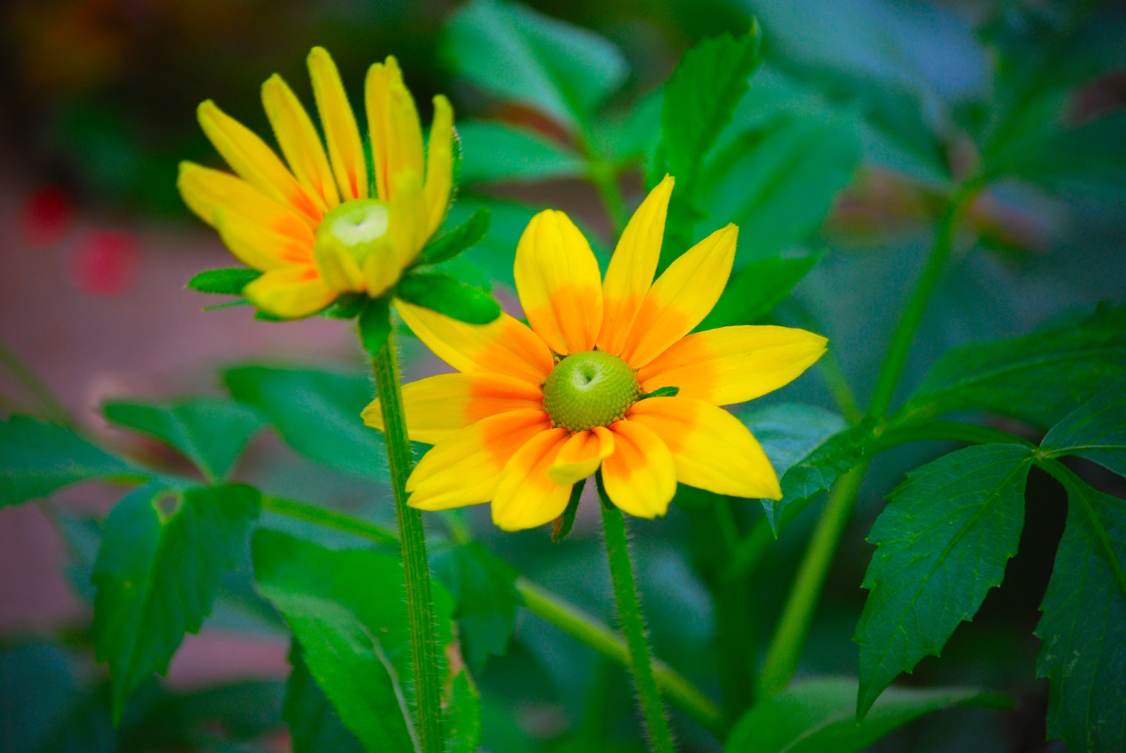 Fleur jaune.