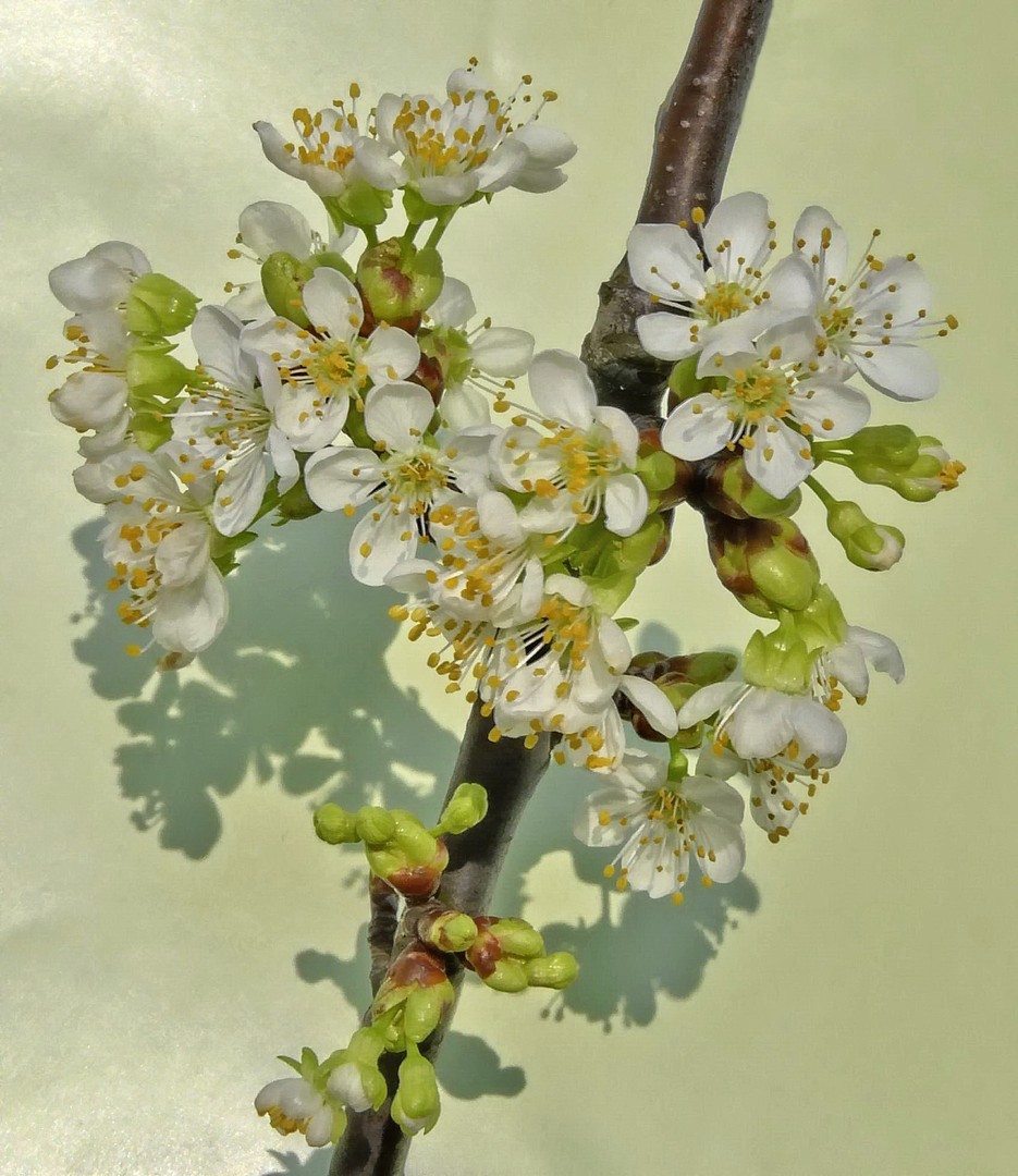 Frühling im Wohnzimmer