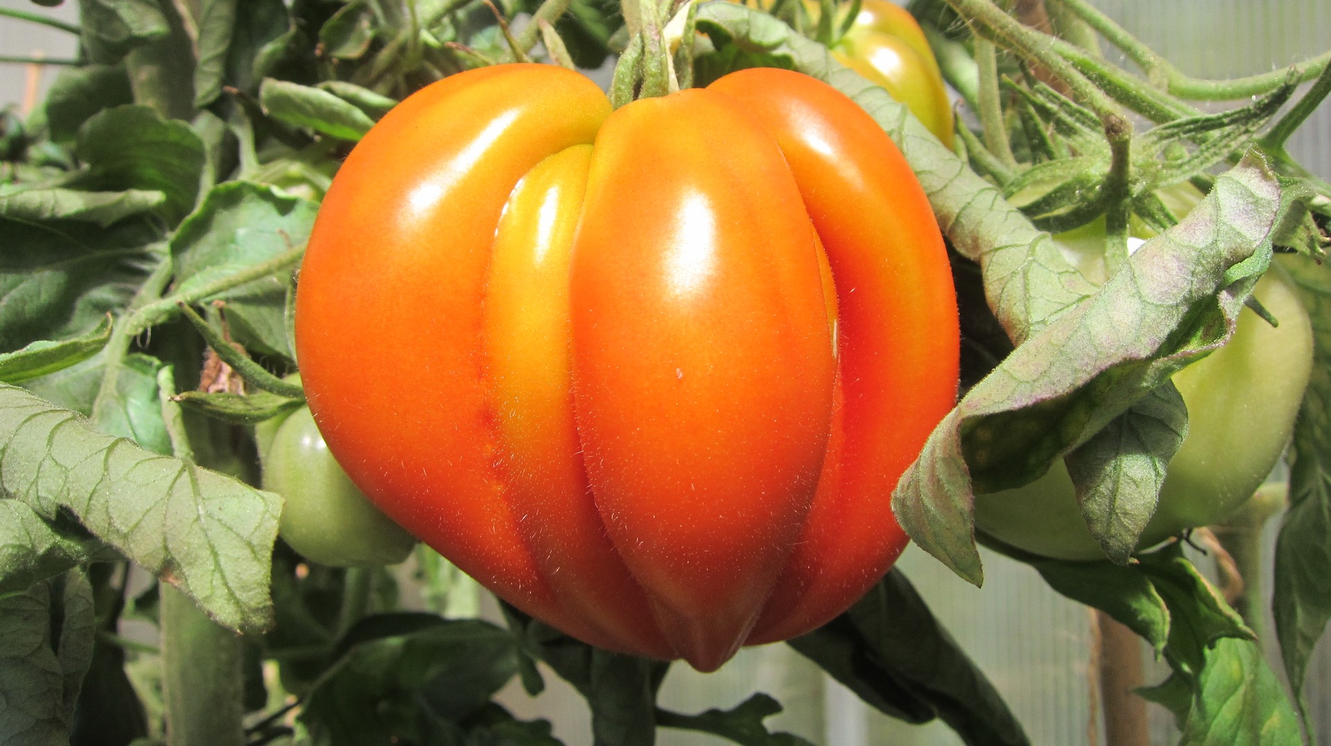 Tomaten