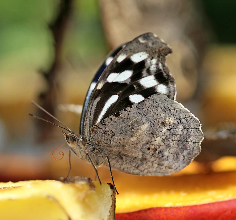 Schmetterling