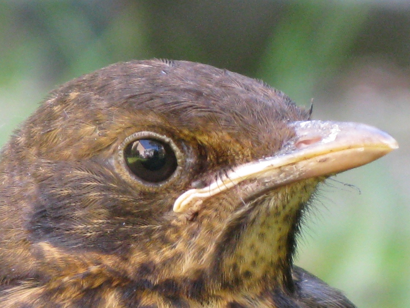 Scharfer Blick