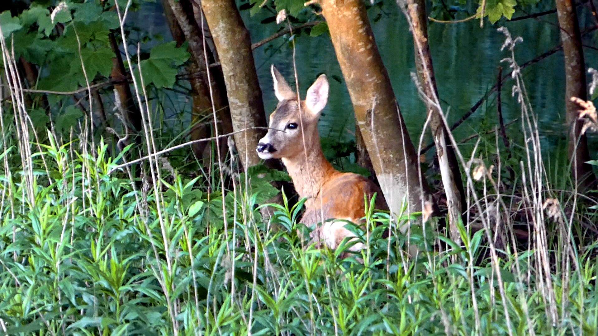 im Wald