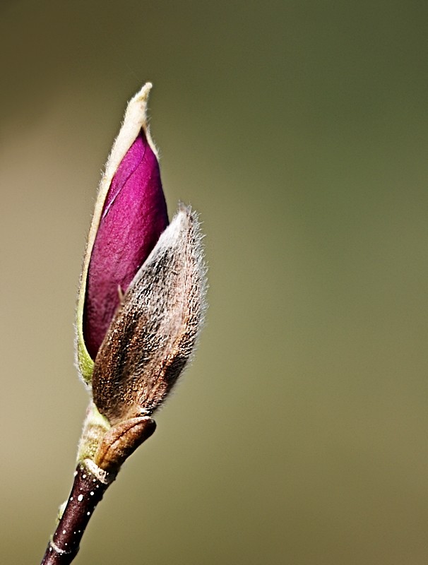 Langsam öffnet sich eine Blüte von meinem Minibäumchen.