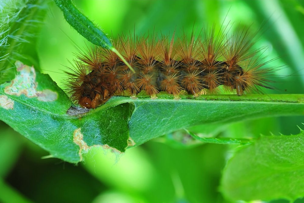 Ich werde einmal ein Schmetterling