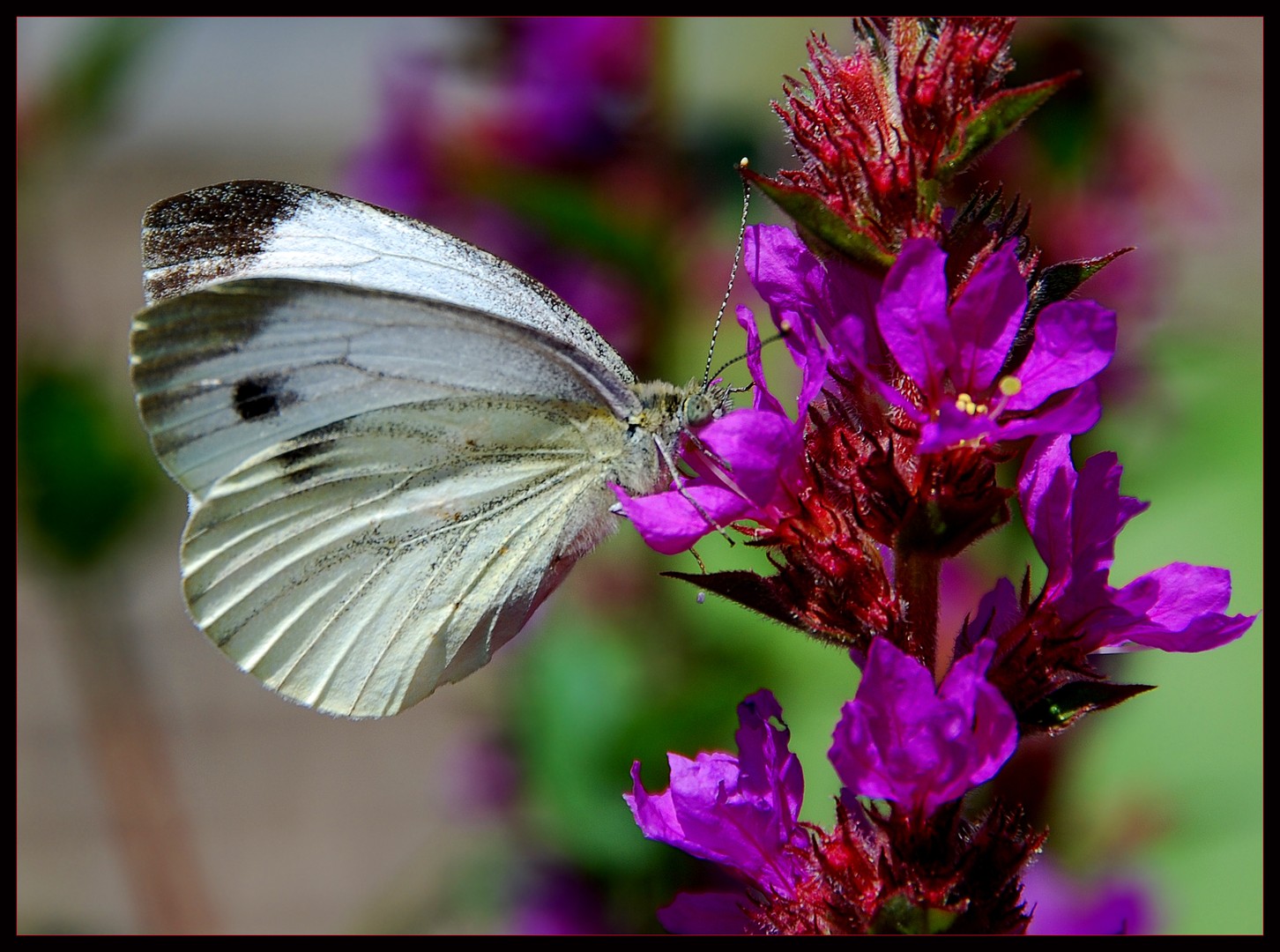 Pieris rapae