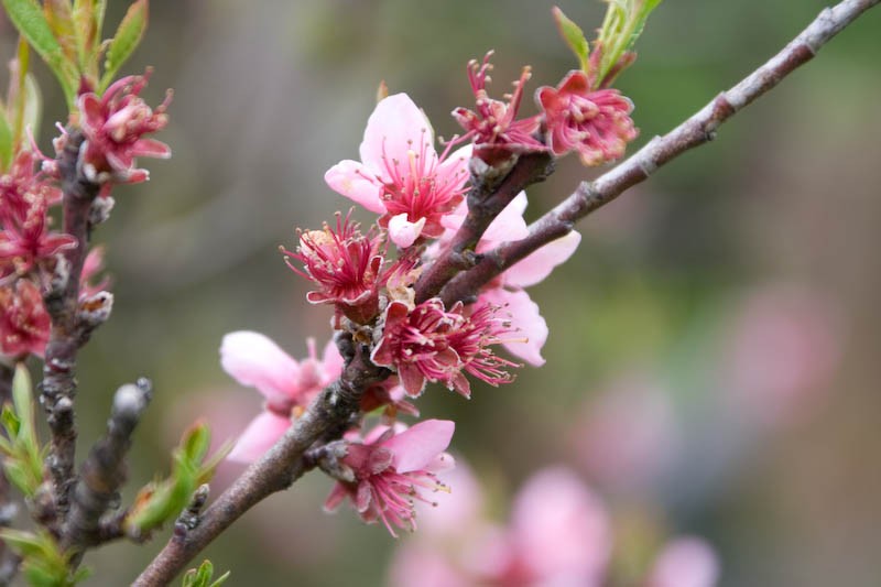 Frühling jetzt!