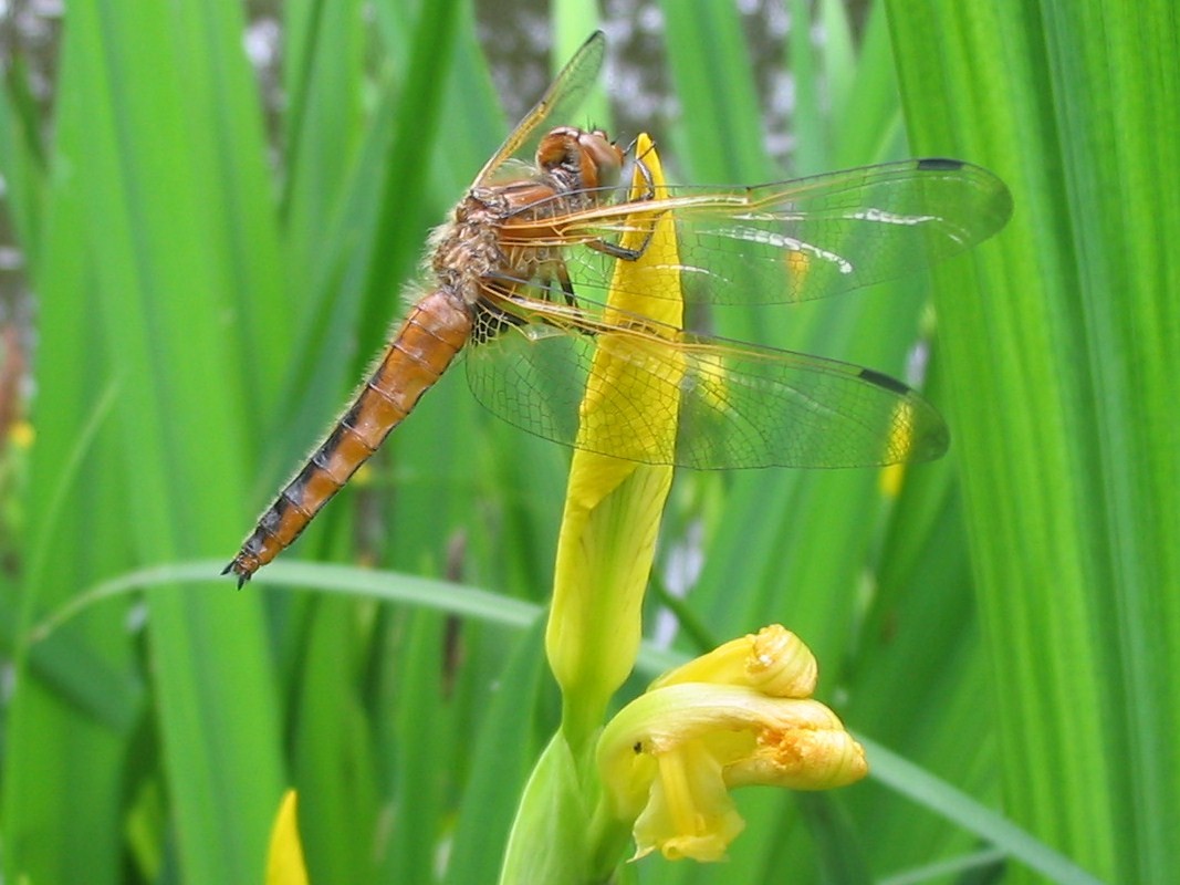 Libelle auf Lilie